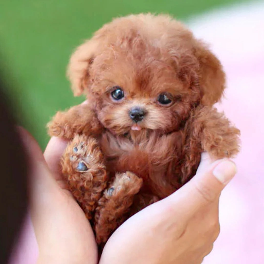 - Lifelike Robotic Puppy